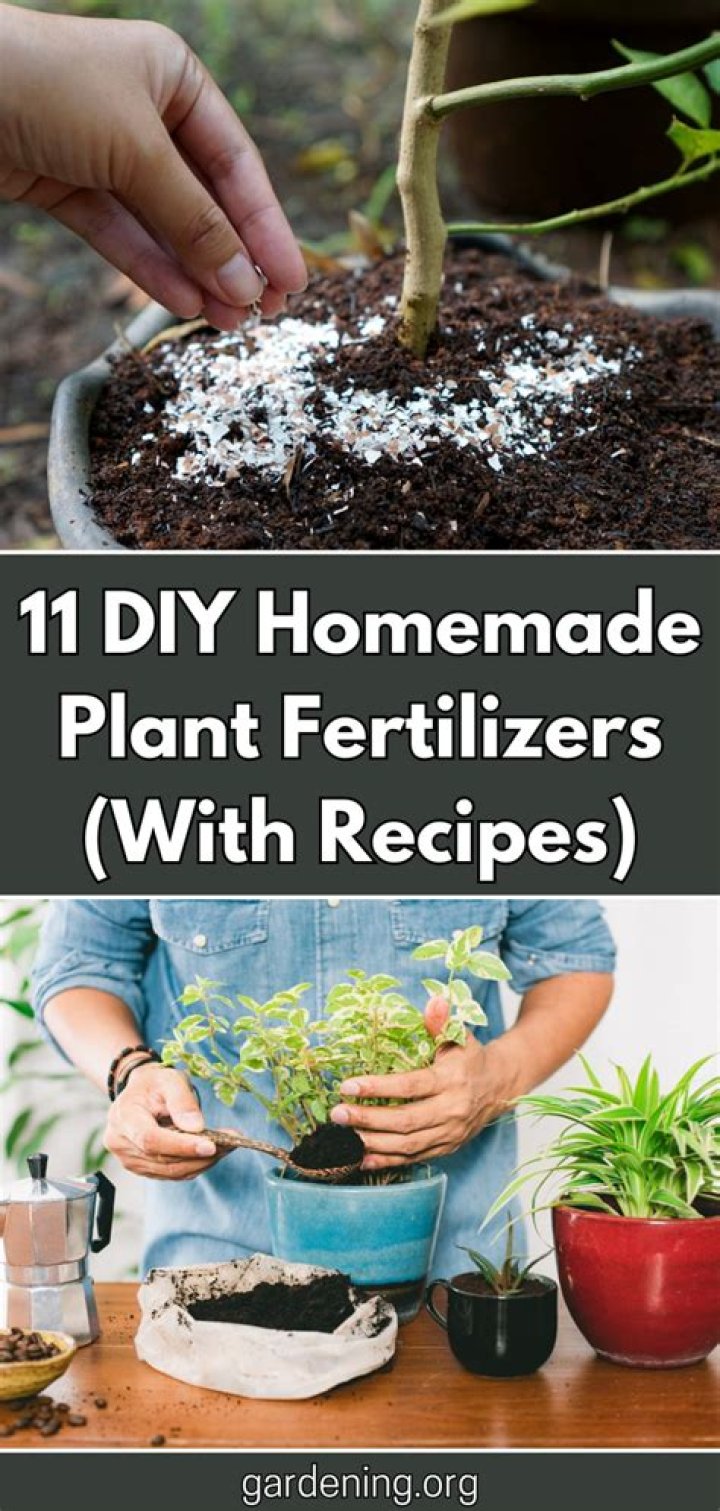 What is the best homemade fertilizer to promote plant growth?