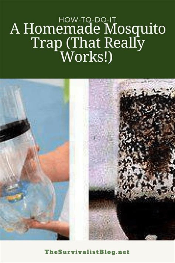 What is the best homemade mosquito trap?