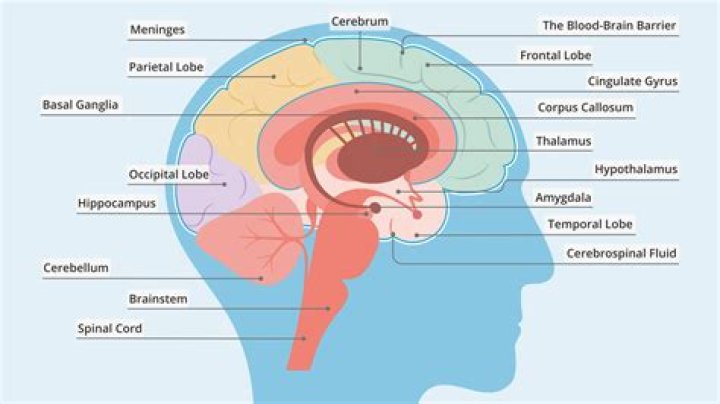 What is the center of your brain called?