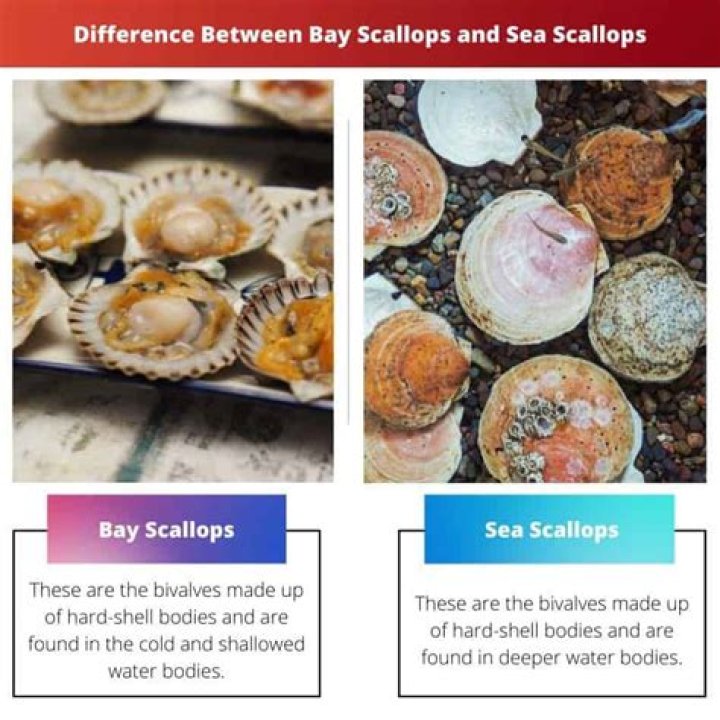What is the difference between Bay scallops and sea scallops?