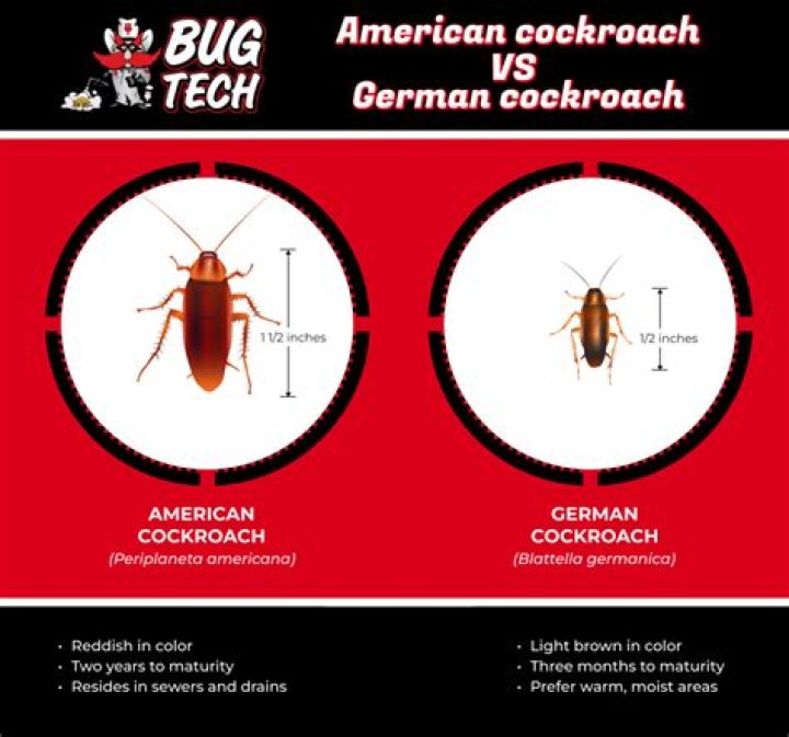 What is the difference between German roaches and regular roaches?