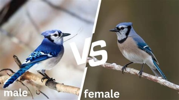 What is the female blue jay look like?