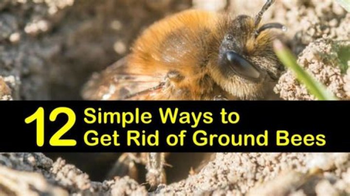 What kills ground bees instantly?