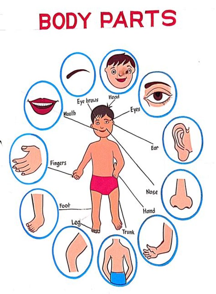 What parts of the body are self cleaning?