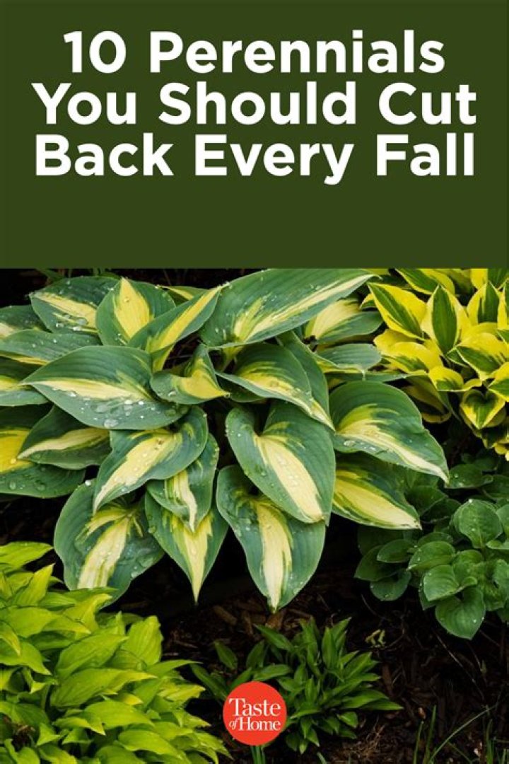 What perennials should not be cut back in the fall?