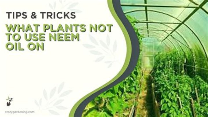 What plants should you not use neem oil on?