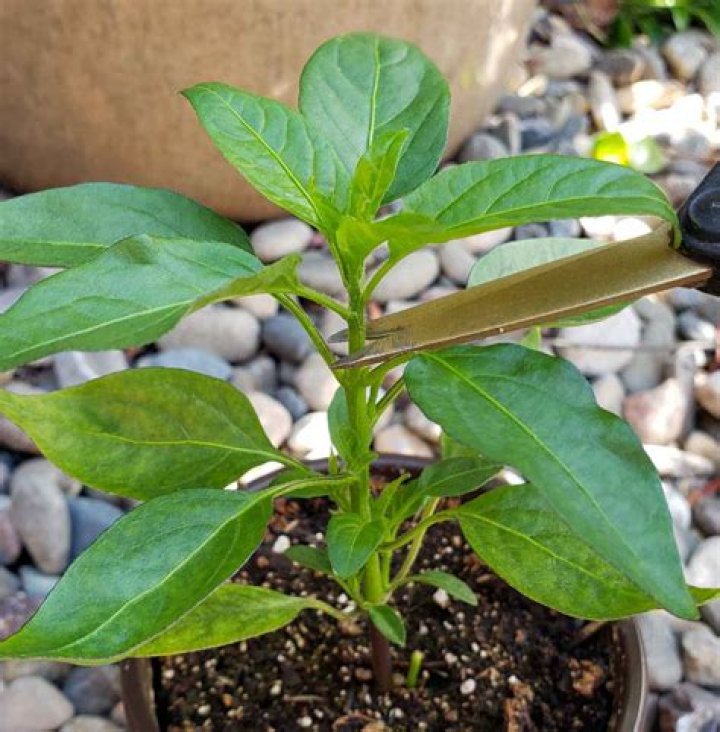 What should I feed my pepper plants?