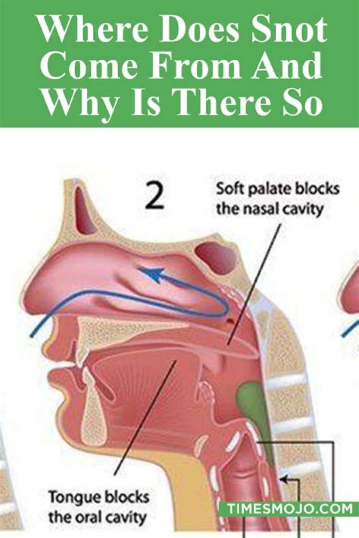 Where does snot go when swallowed?