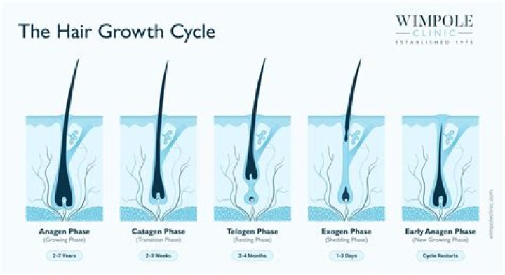 Which body hair grows the fastest?