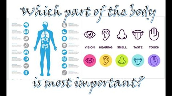 Which body part is most important?