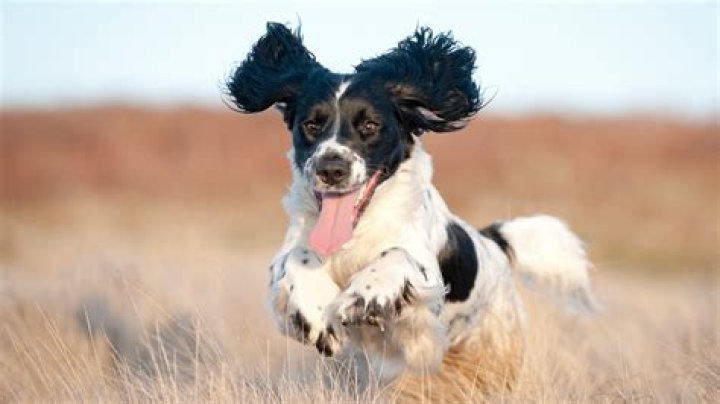 Which dog is most playful?