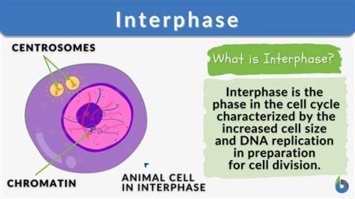 Which stage of interphase is very critical Why?