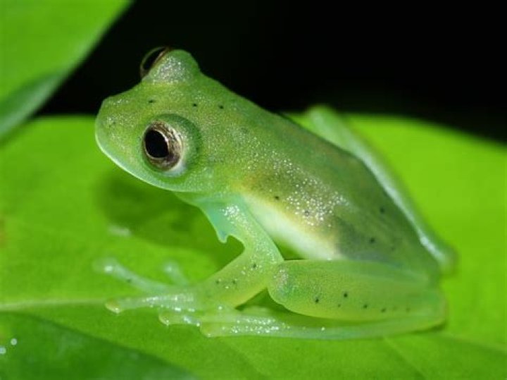 Why are frogs around my house?