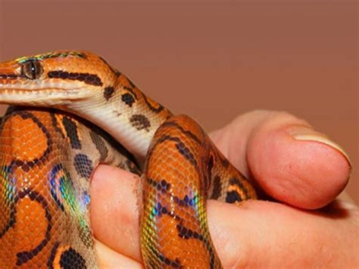 Why are people afraid of snakes?