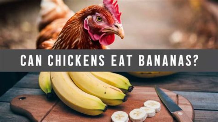 Why can't chickens eat bananas?