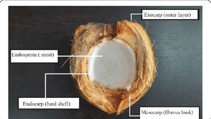 Why coconut is used in marriage?