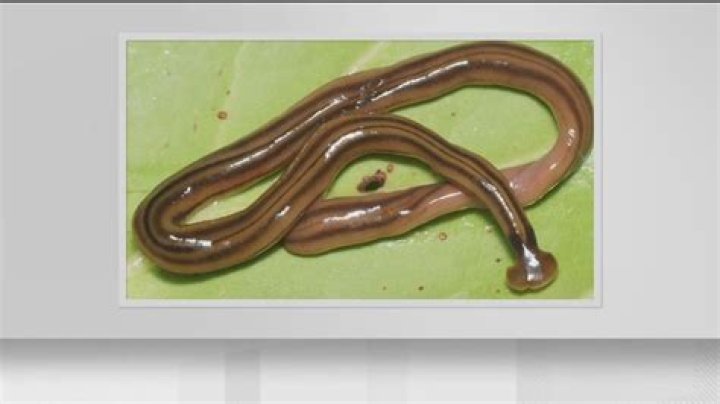 Why do black worms clump together?