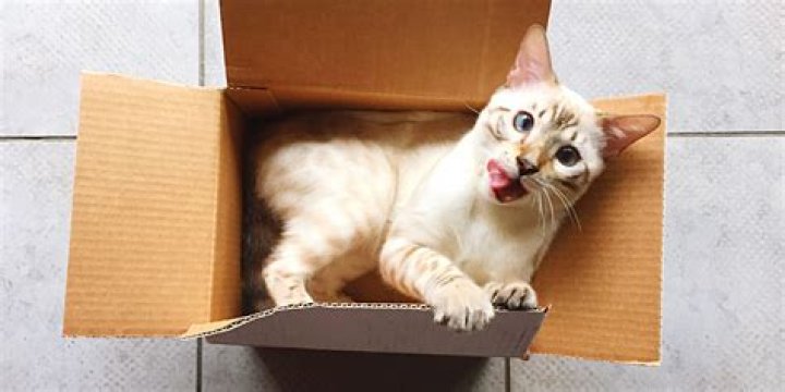 Why do cats love boxes?