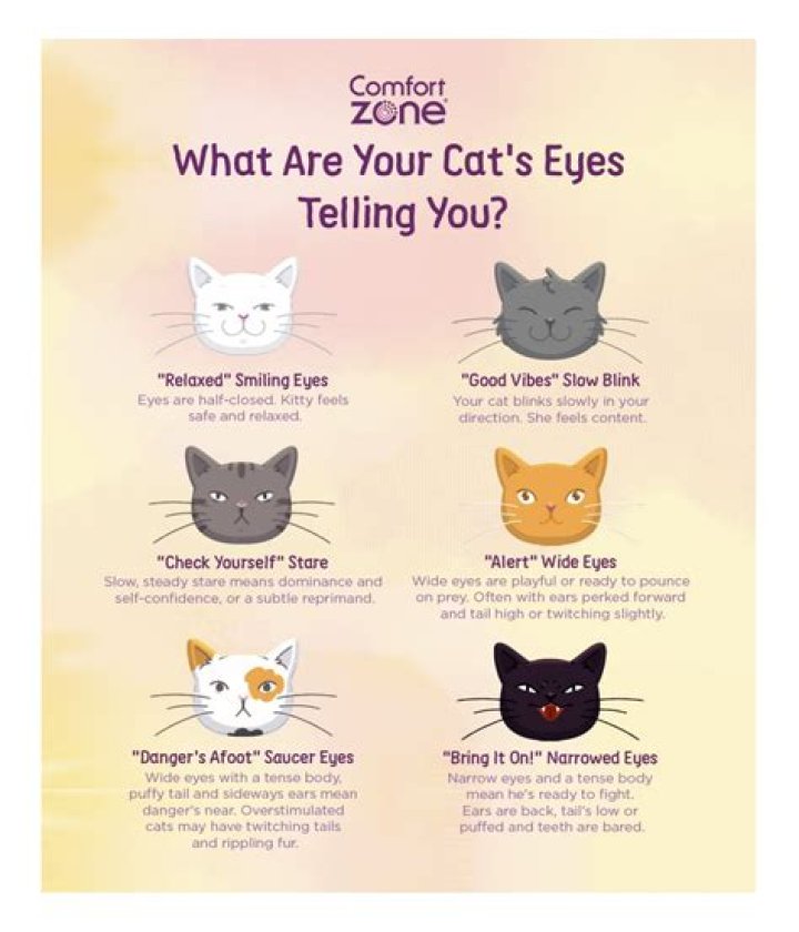 Why do cats not listen?