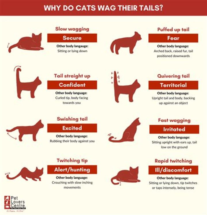 Why do cats walk away when you pet them?