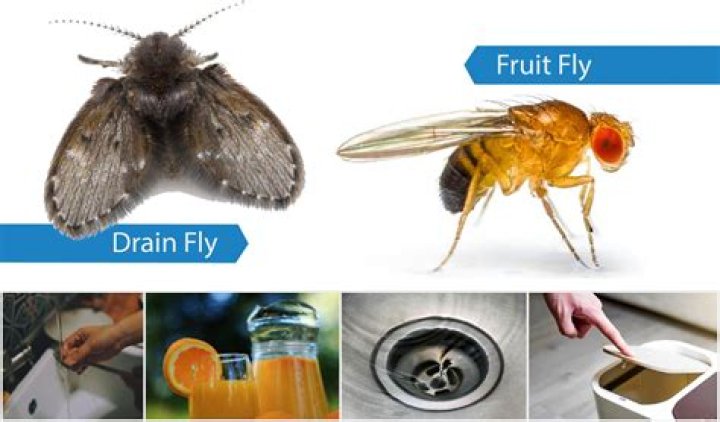 Why do flies not like cinnamon?