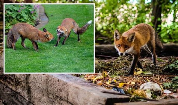 Why do foxes get stuck mating?
