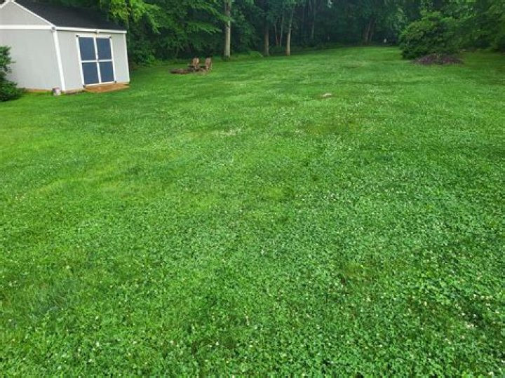Why do I have so much clover in my lawn?