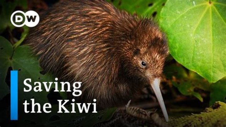 Why do Kiwis say Chur?