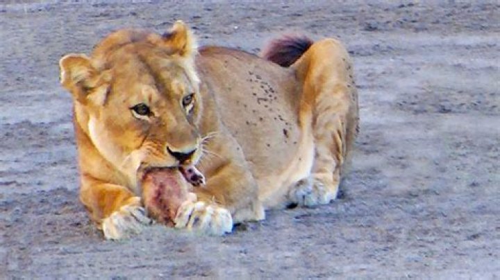 Why do lioness bite lions balls?