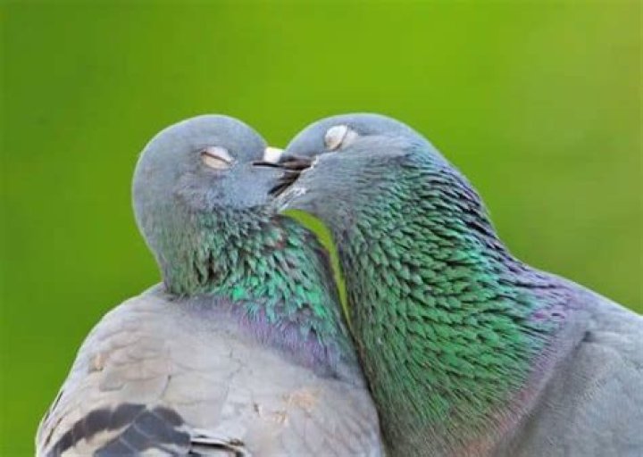 Why do pigeons kiss?