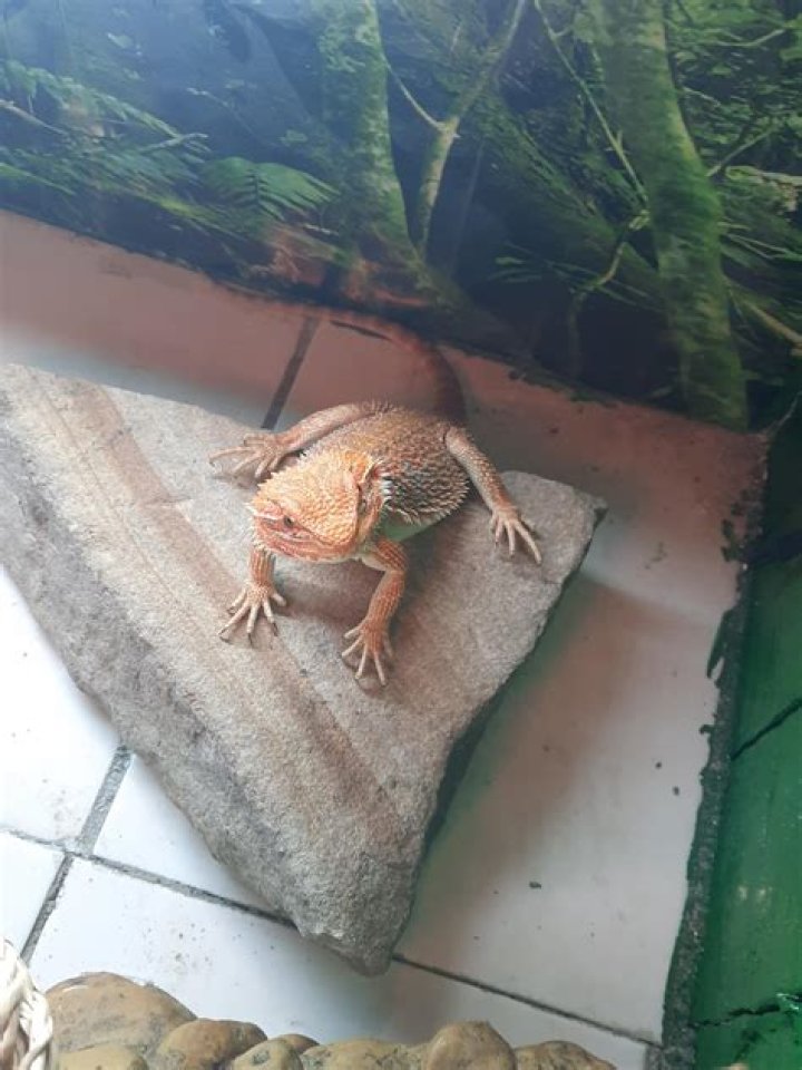 Why does my beardie glass surf?