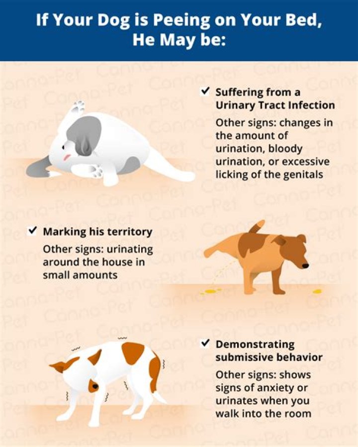 Why does my dog pee on my child's bed?