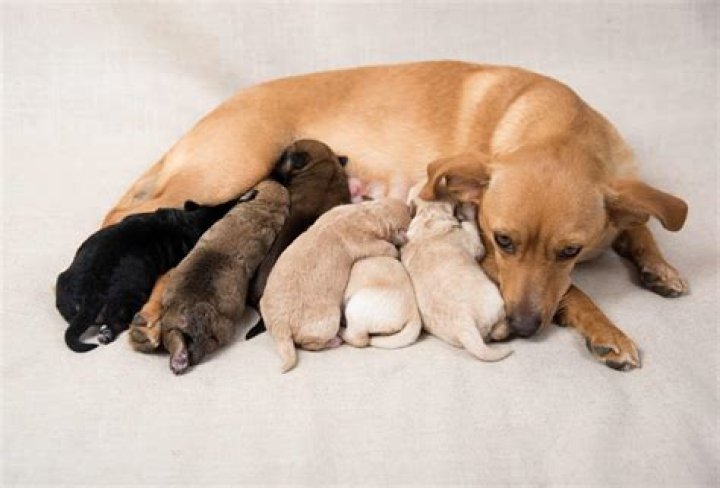 Why dogs eat their own puppies?
