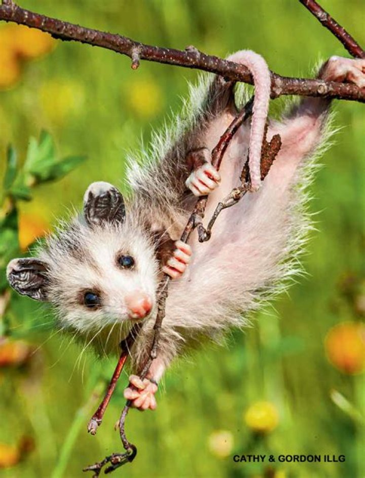 Why is a possum hanging around my house?