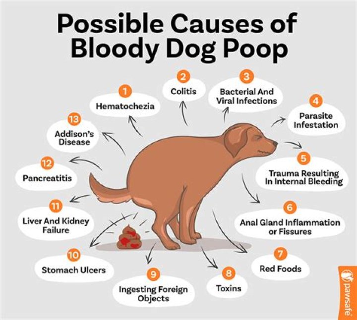 Why is my dog pooping red jelly?