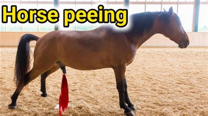 Why is my horses pee thick?