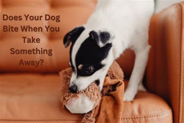 Why is my puppy always trying to bite me?