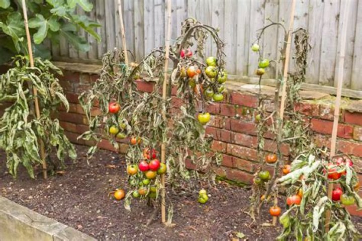 Why is my tomato plant tall and skinny?