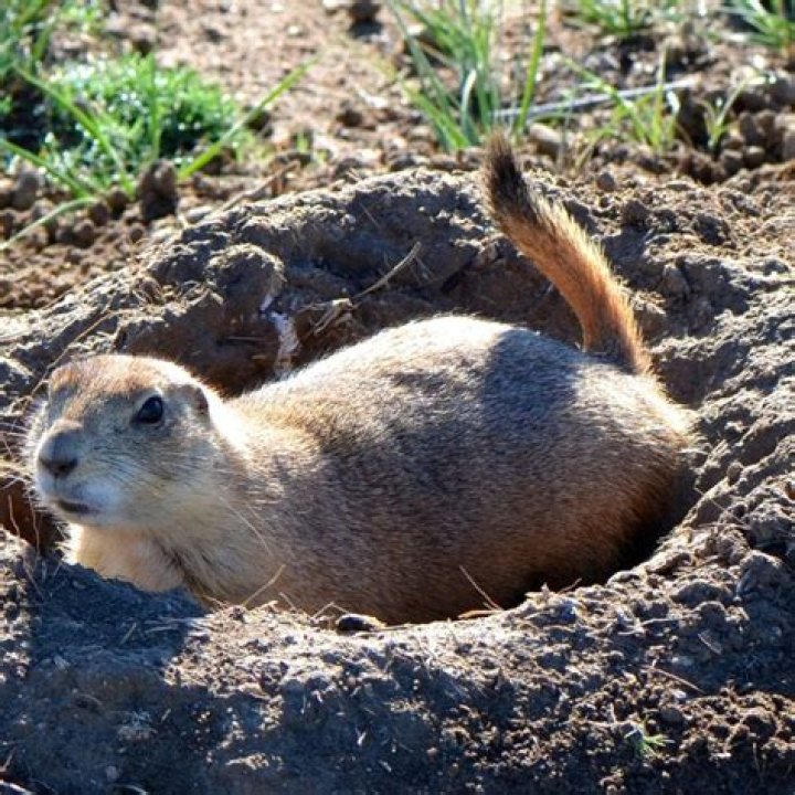Will red pepper flakes keep groundhogs away?
